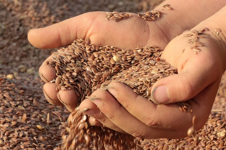 L'Huilerie de l'Orme Creux