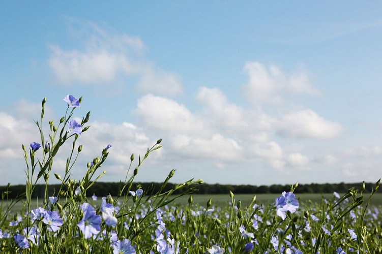 L'Huilerie de l'Orme Creux