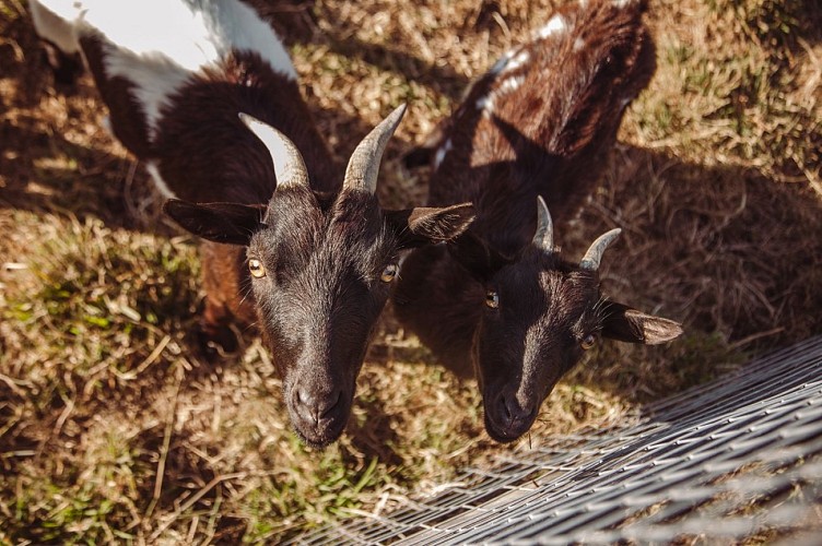 Emplacements camping-cars Camping La Guyonnière