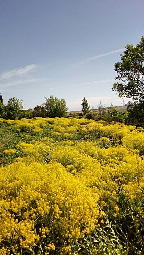 Pastel fleurs © Pays du Pastel-Nailloux