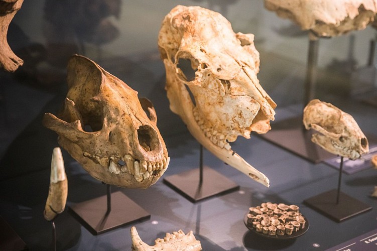 92110-20190211---Musee-Aurignacien-2019-OK-46-6720x4480