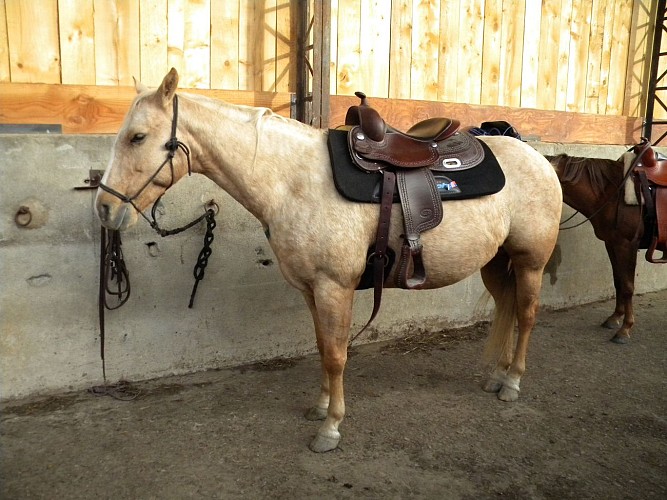 Cours d'équitation Western