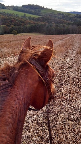 Cours d'équitation Western