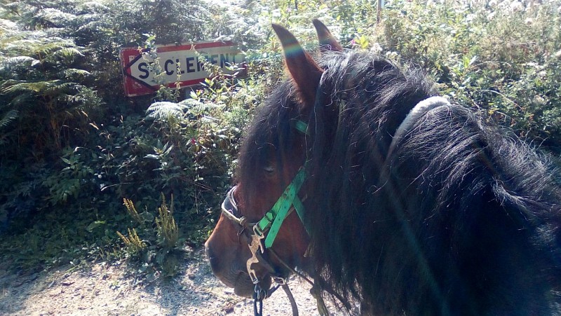 Cours d'équitation-oxygène