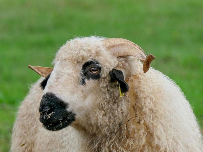 ferme-terr-happy_poltourisme_22_4