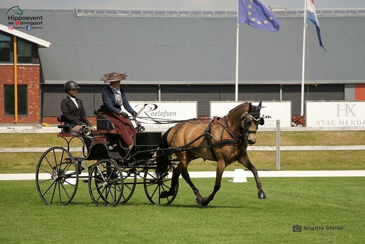 Bergers stable : harness riding