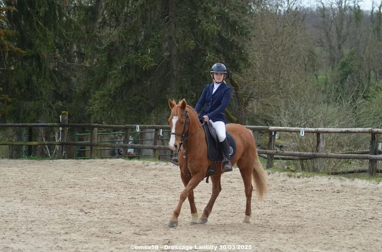 Concours dressage