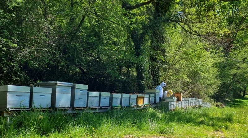 Le Rucher des Yolettes - ruches