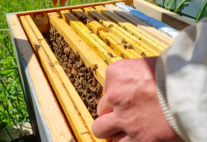 Le Rucher des Yolettes - ruche1