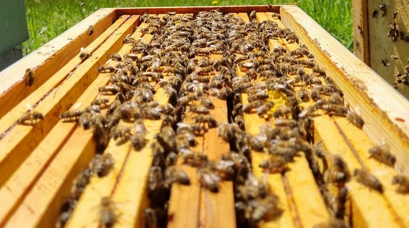 Le Rucher des Yolettes - ruche