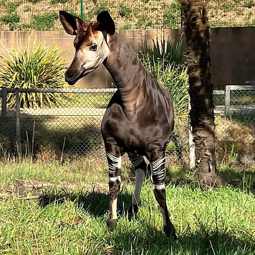 zoo du bassin d'arcachon  2