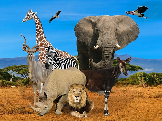 Photo-Zoo-du-Bassin-D--arcacho