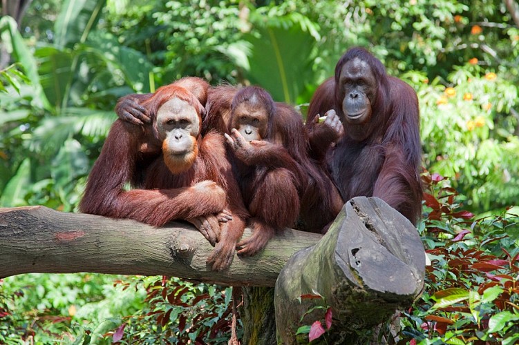 Zoo La Teste - orang outan