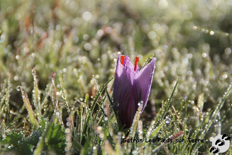 IMG_2650_GF crocus et rosée du matin