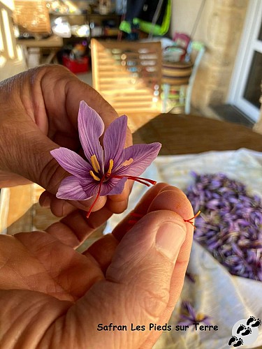 émondage des stigmates