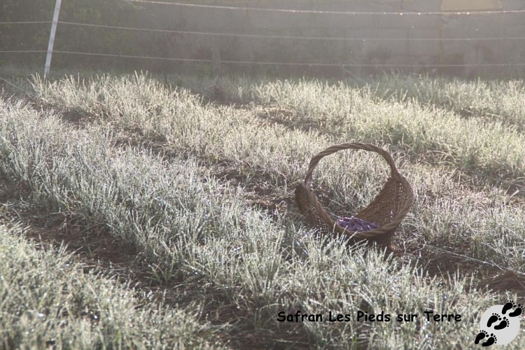 IMG_9458_GF récolte le matin