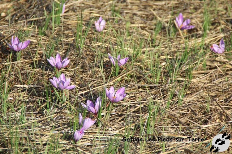 IMG_9372_GF safranière en fleurs