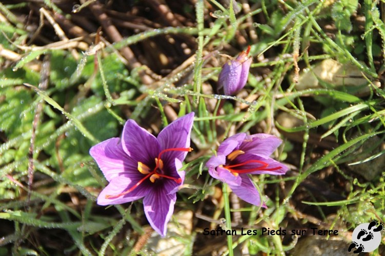 IMG_2793_GF fleurs de crocus