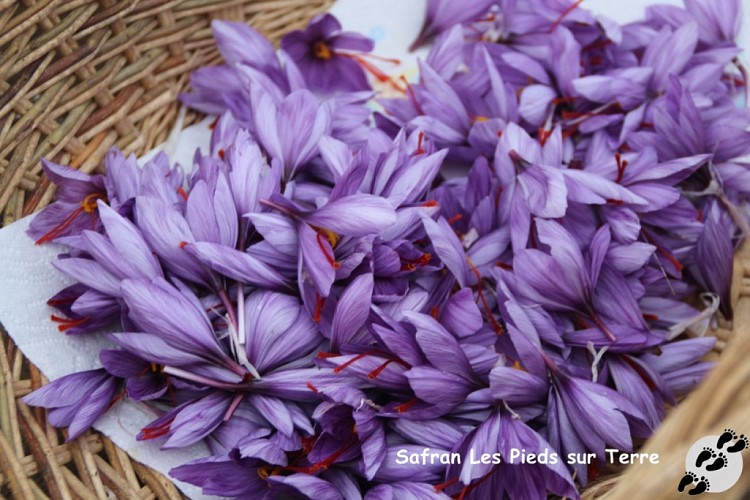 IMG_9168_GF récolte des fleurs