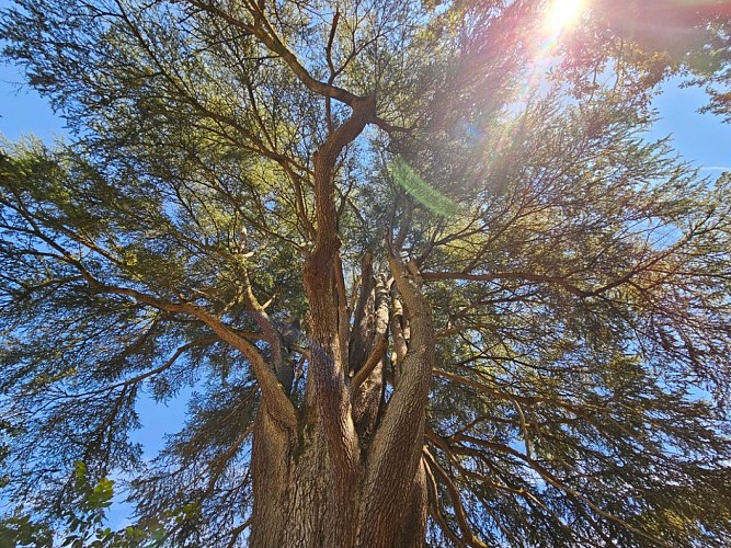 Donjon-Manoir-Jardin-de-la-Salle---Cedre-multicentenaire