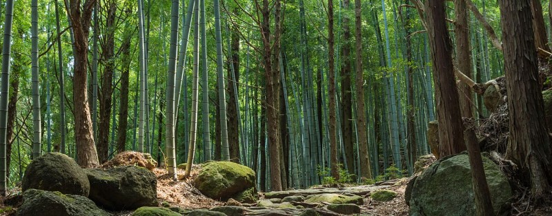 Excursion 2 jours / 1 nuit sur les sentier de Kumano Kodo - au départ de Osaka