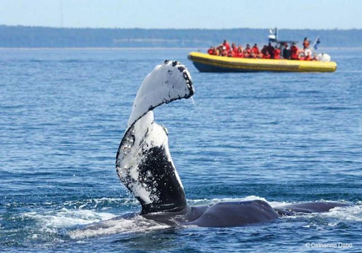 Whale observation cruise - Zodiac or boat - Departing from Québec