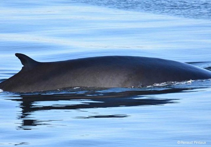 Croisière d'observation des baleines - Zodiac ou bateau - Au départ de Québec