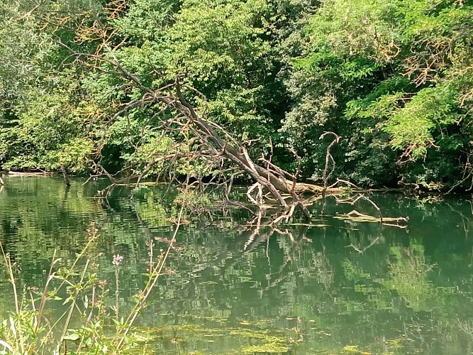 Balade autour de la noue 26.06.24. (55)