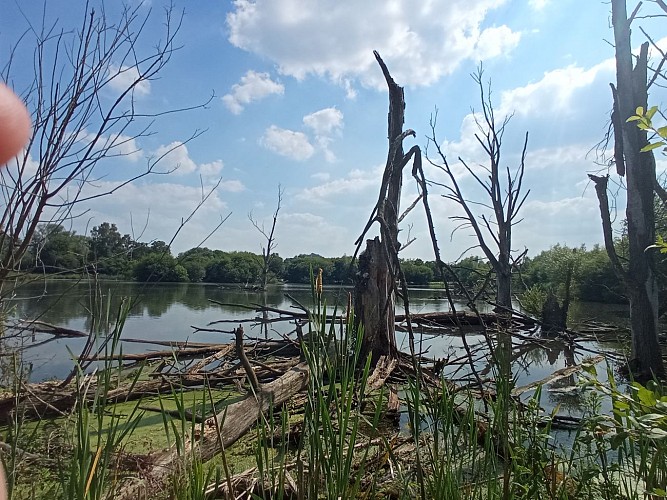 Balade autour de la noue 26.06.24. (71)