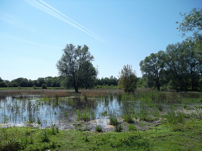 Noue de Moignelée 2