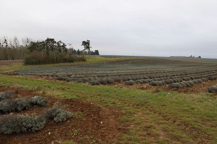Les champs de lavandin