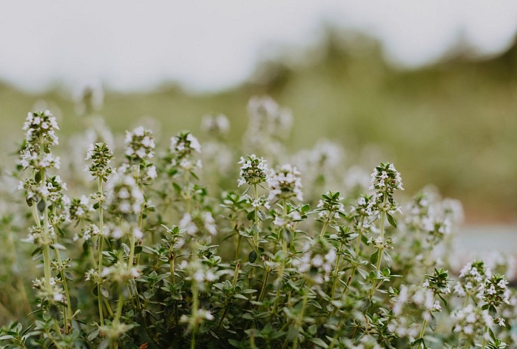 distillerie-de-lort-11