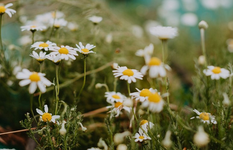 distillerie-de-lort-9