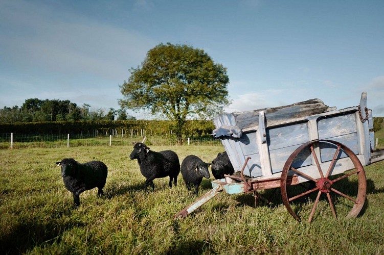 Moutons-Moncets