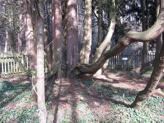 Arboretum en conservatoriumboomgaard van het kasteel van Chaffardon