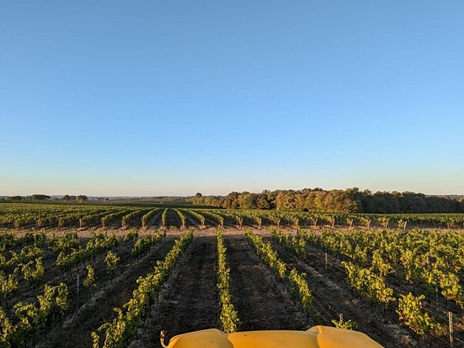 Château Terre Blanque