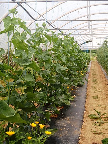 Légumes sous serres froides - Ferme de Peyrard