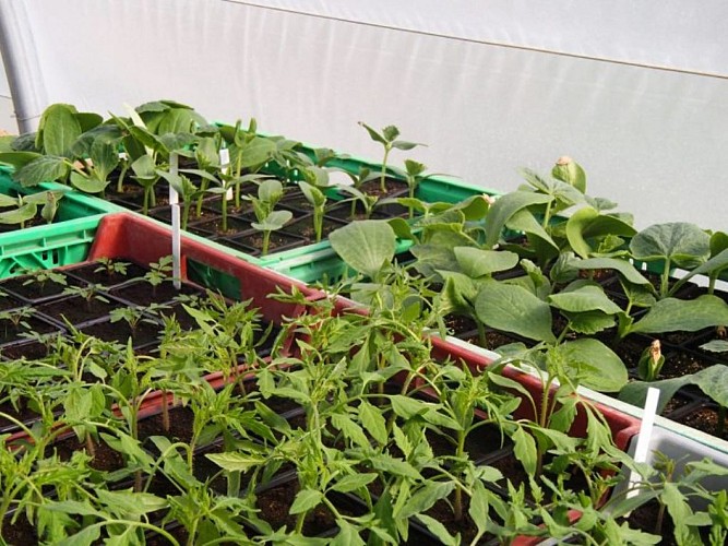 Plans de légumes - Ferme de Peyrard