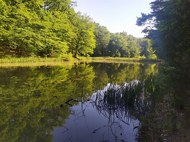 foret de lespinasse