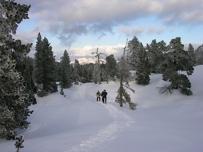 Stéphane Hourticq - Raquettes en forêt
