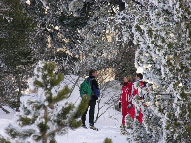 Stéphane Hourticq - Sortie raquettes en forêt