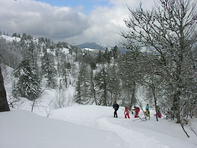 Balade en raquettes à neige en forêt à La Pierre Saint-Martin