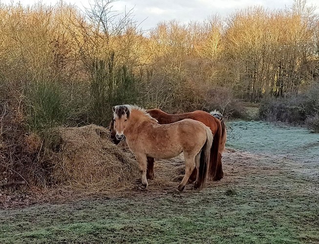 Chevaux