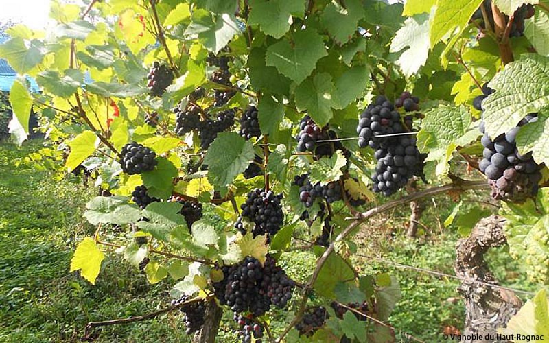 Vignoble du Haut-Rognac (AOC)