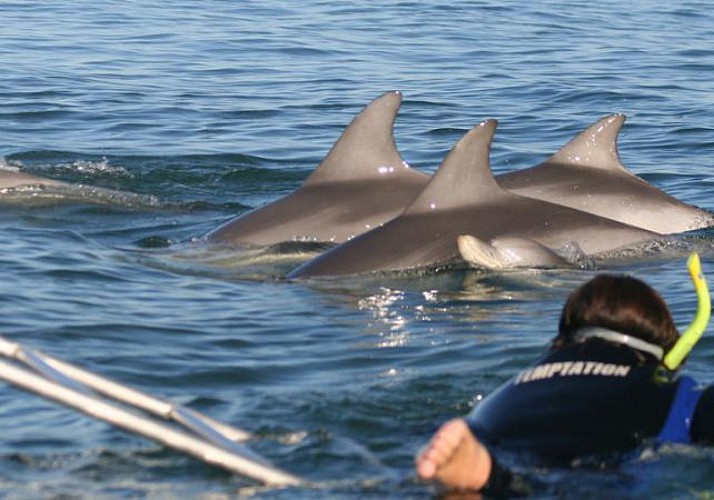 Meet the Dolphins: Dolphin-watching cruise and/or swimming with dolphins in their natural habitat