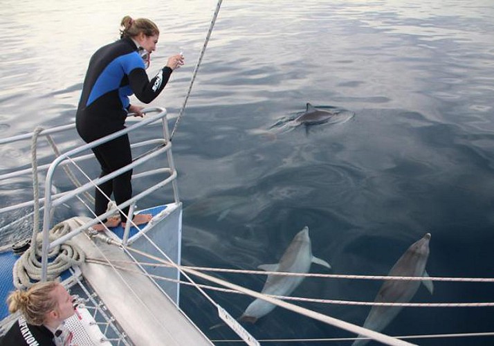 Meet the Dolphins: Dolphin-watching cruise and/or swimming with dolphins in their natural habitat