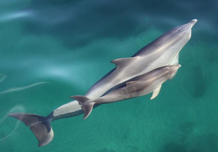 Rencontre avec les dauphins : croisière d'observation et/ou nage en milieu naturel