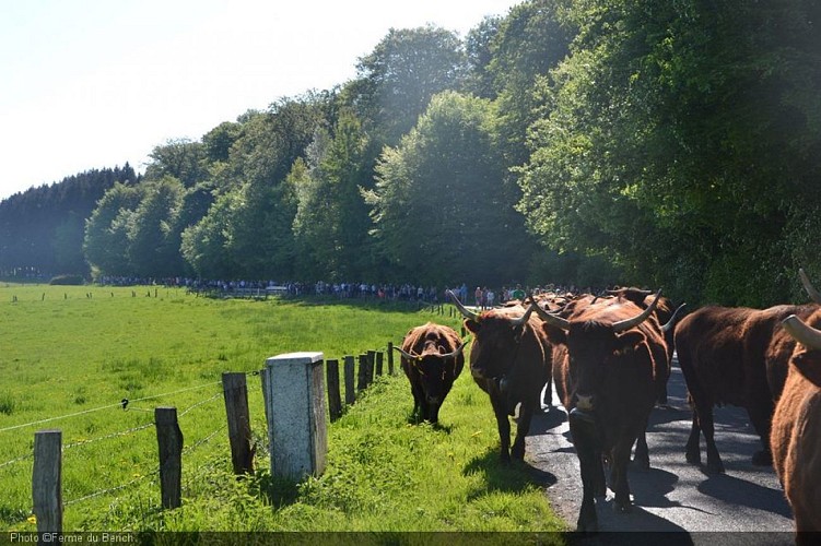 Photo transhumance Ferme Berich.jpg