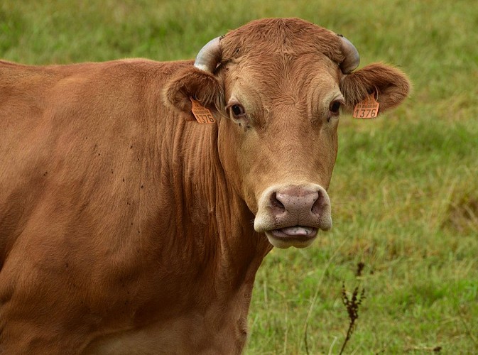 Viande bovine - M. Mannequin