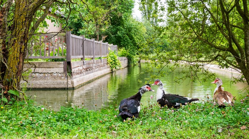 Studio Campagne - Douve